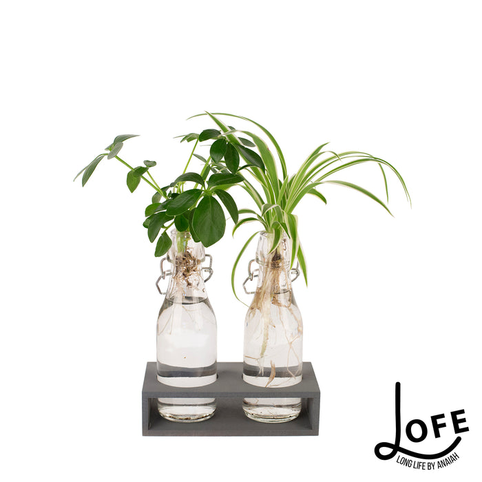 LOFE | Geschenkset Urban jungle op water