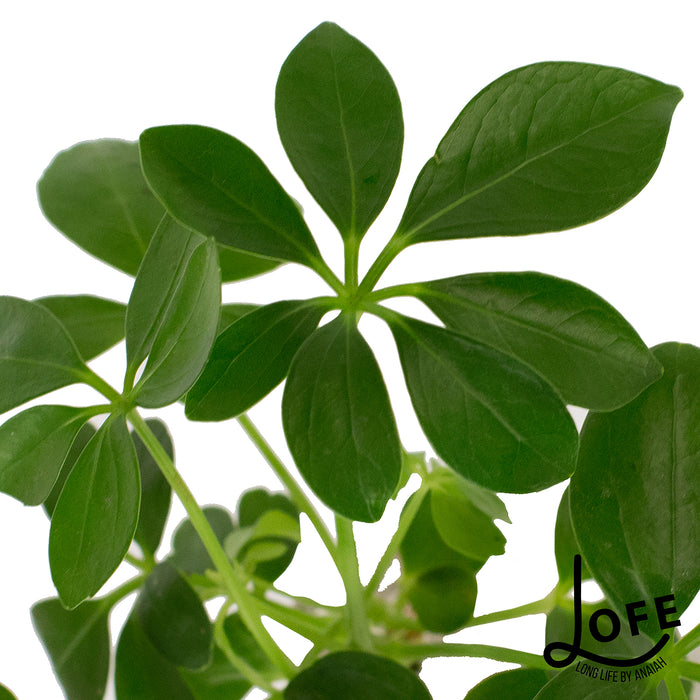 LOFE | Geschenkset Urban jungle op water