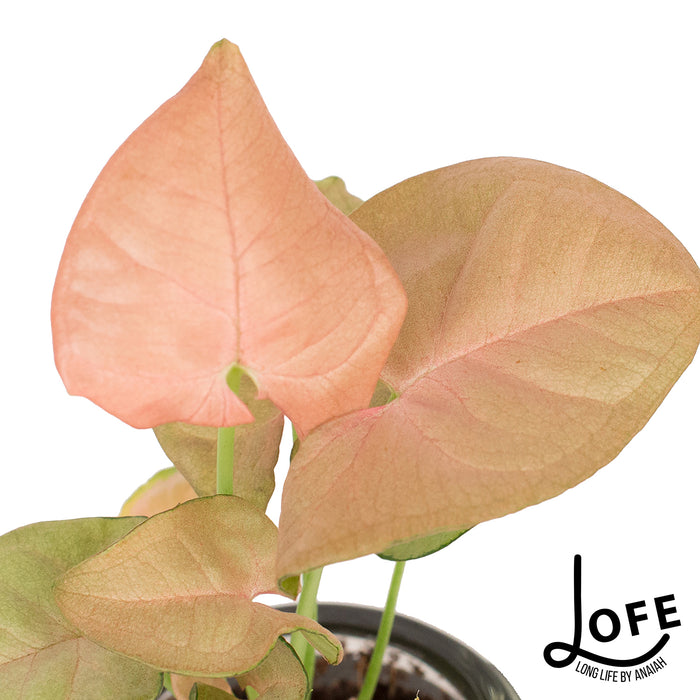 LOFE | Miniplantjes in glas