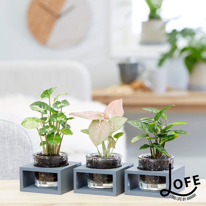 LOFE | Miniplantjes in glas
