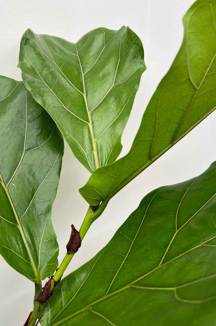 Fleurdirect Ficus Lyrata M