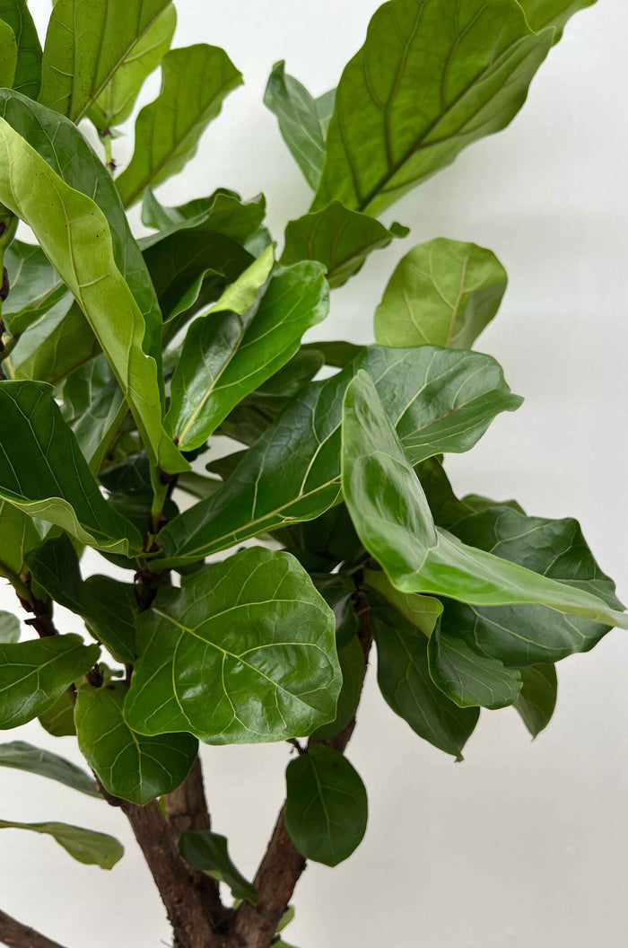 Fleurdirect Ficus Lyrata M
