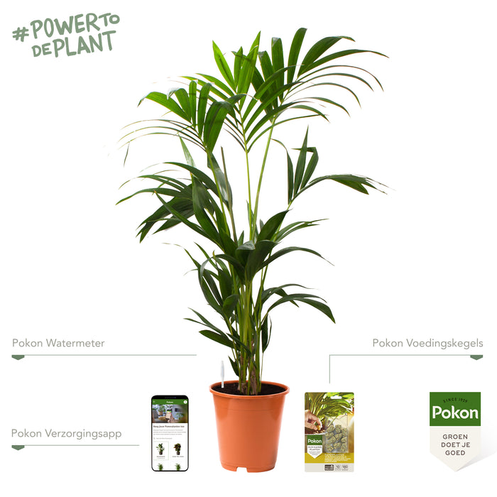 Pokon Kentia Palm incl. watermeter en voeding ↕110 cm