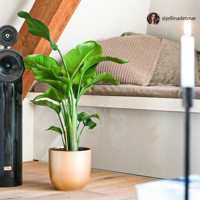Pokon Strelitzia incl. watermeter en voeding in Pot Zwart ↕75 cm