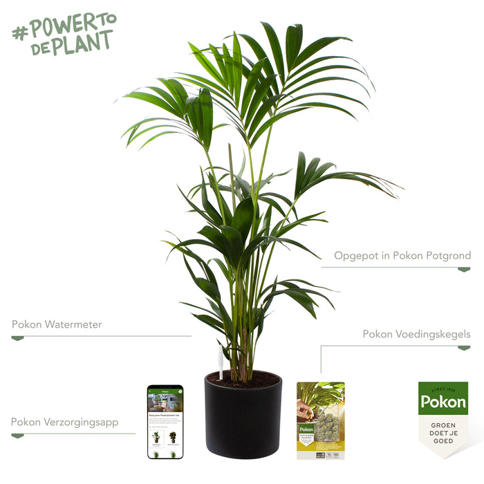 Pokon Kentia Palm incl. watermeter en voeding in Pot Dkr Grijs ↕90 cm