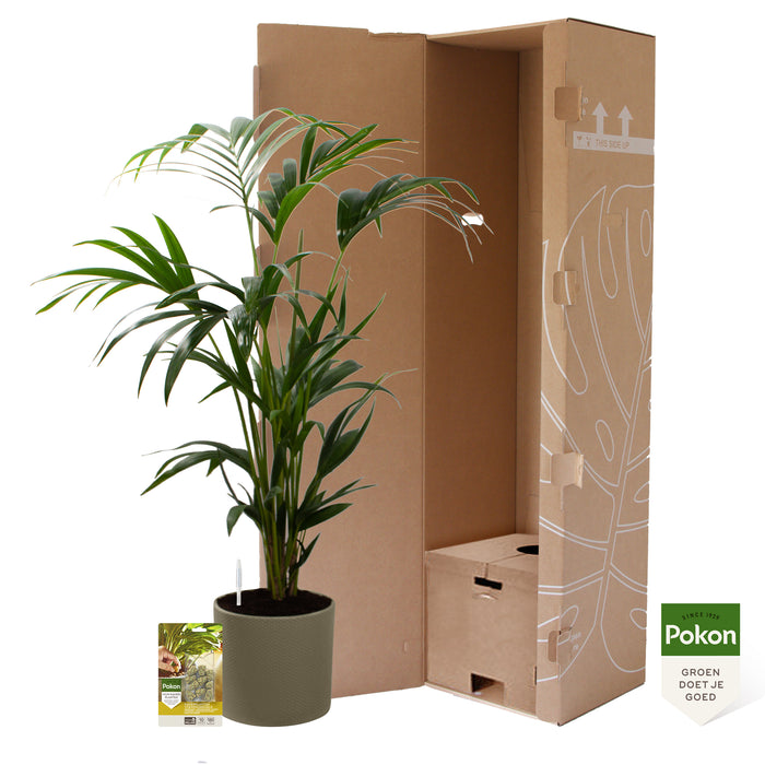 Pokon Kentia Palm incl. watermeter en voeding in Pot Groen ↕110 cm
