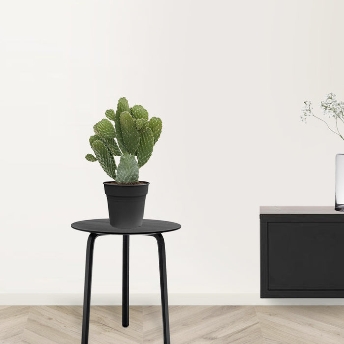 Fleurdirect Opuntia Consolea