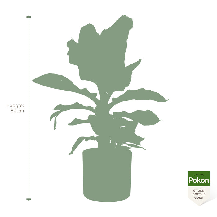 Pokon Bananenplant incl. watermeter en voeding in Pot Dkr Grijs ↕80cm