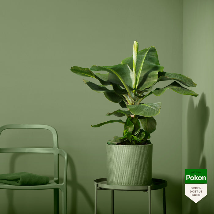 Pokon Bananenplant incl. watermeter en voeding ↕80cm