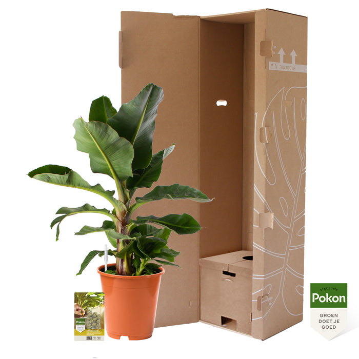 Pokon Bananenplant incl. watermeter en voeding ↕80cm
