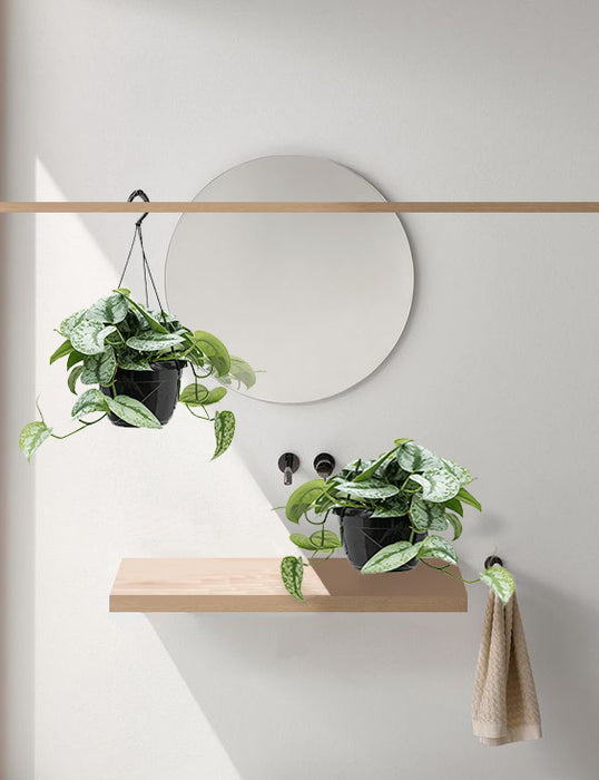 Fleurdirect Scindapsus Spikkel