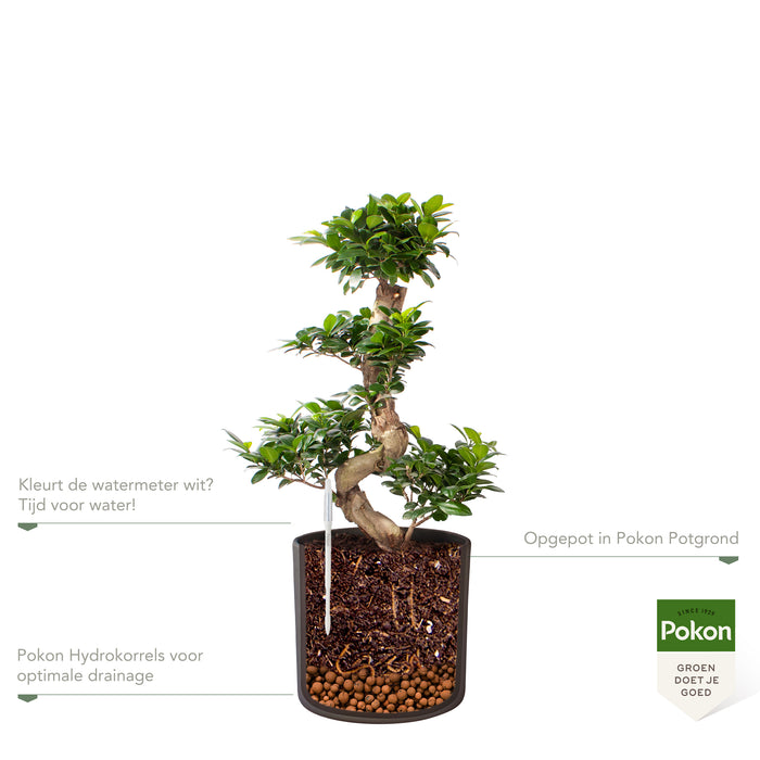 Pokon Ficus Bonsai incl. watermeter en voeding in Pot Dkr Grijs ↕70 cm