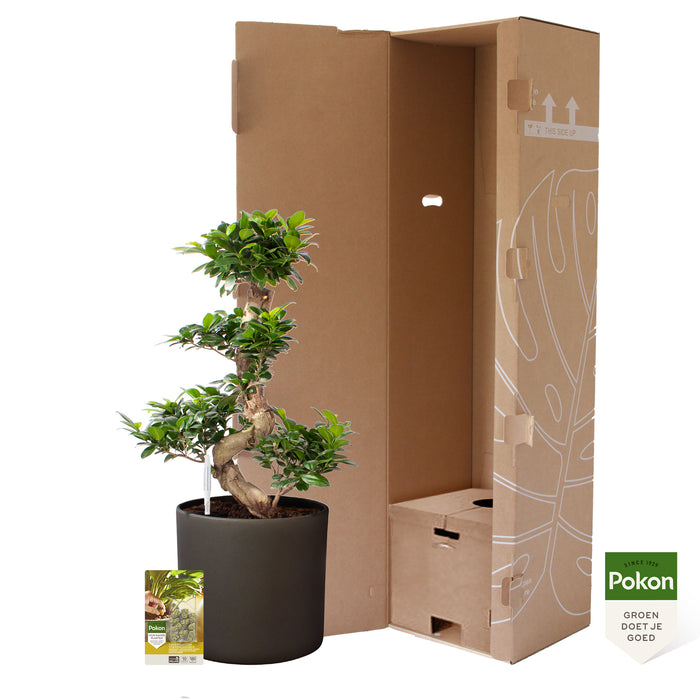 Pokon Ficus Bonsai incl. watermeter en voeding in Pot Dkr Grijs ↕70 cm
