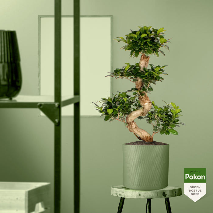 Pokon Ficus Bonsai incl. watermeter en voeding in Pot Dkr Grijs ↕70 cm