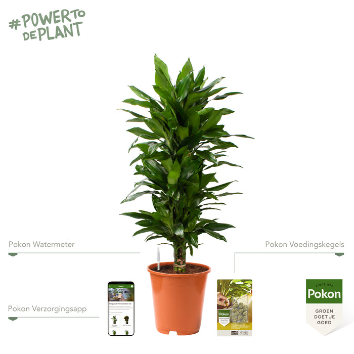 Pokon Drakenbloedboom incl. watermeter en voeding ↕100 cm