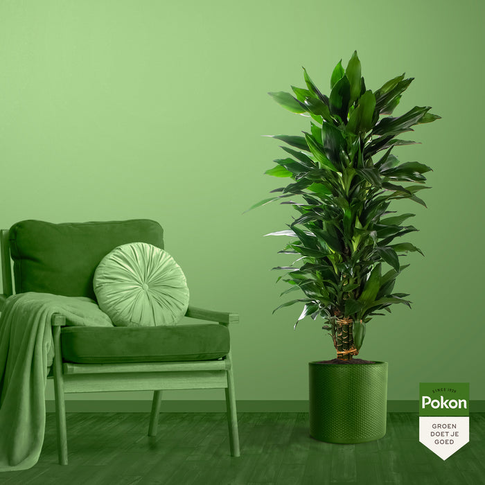 Pokon Drakenbloedboom incl. watermeter en voeding ↕100 cm