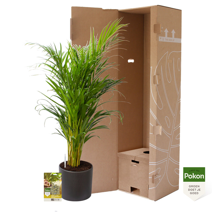 Pokon Goudpalm incl. watermeter en voeding in Pot Dkr Grijs ↕100 cm