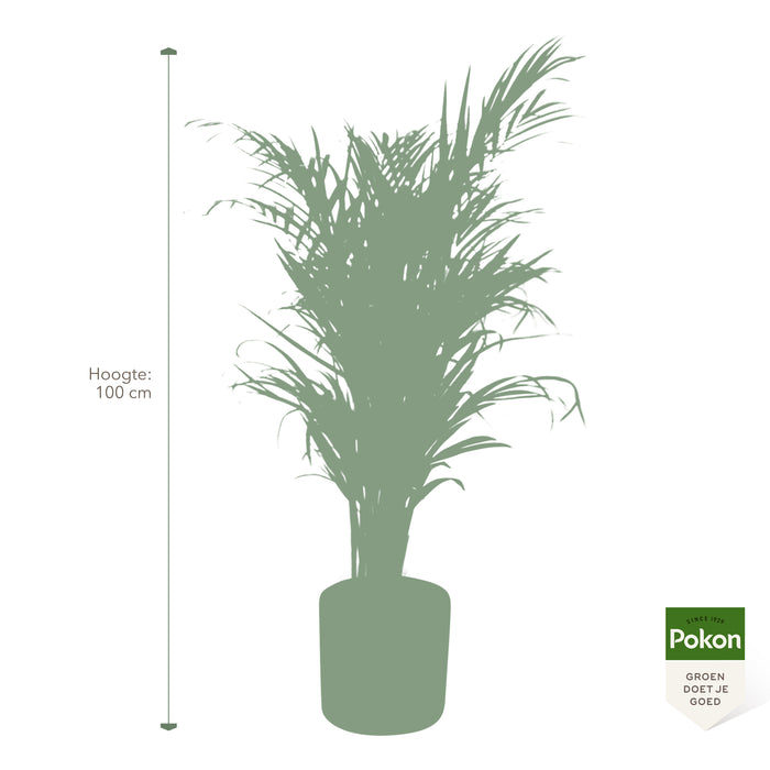 Pokon Goudpalm incl. watermeter en voeding in Pot Dkr Grijs ↕100 cm