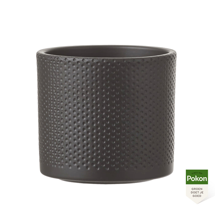 Pokon Goudpalm incl. watermeter en voeding in Pot Dkr Grijs ↕100 cm