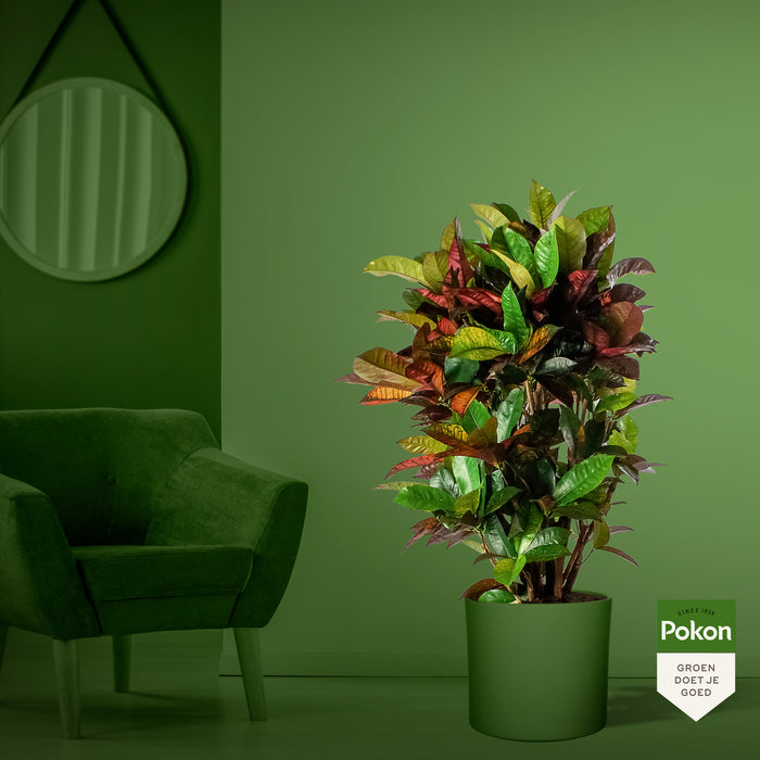 Pokon Croton incl. watermeter en voeding in Pot Wit ↕100 cm