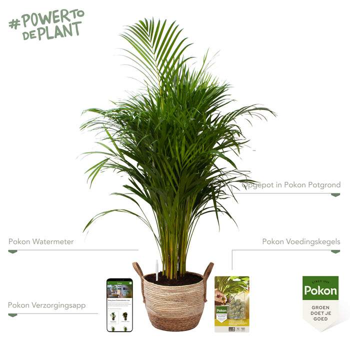 Pokon Goudpalm incl. watermeter en voeding in Mand ↕125 cm