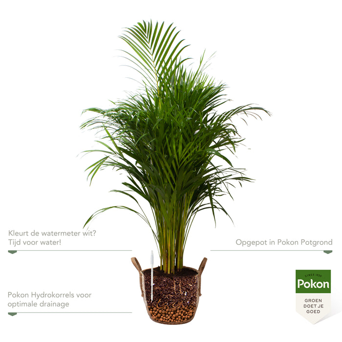 Pokon Goudpalm incl. watermeter en voeding in Mand ↕125 cm