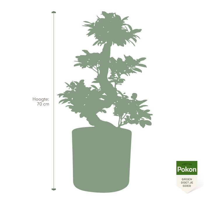 Pokon Ficus Bonsai incl. watermeter en voeding in Pot Wit ↕70 cm