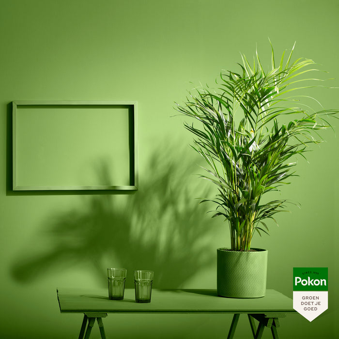 Pokon Goudpalm incl. watermeter en voeding ↕125 cm