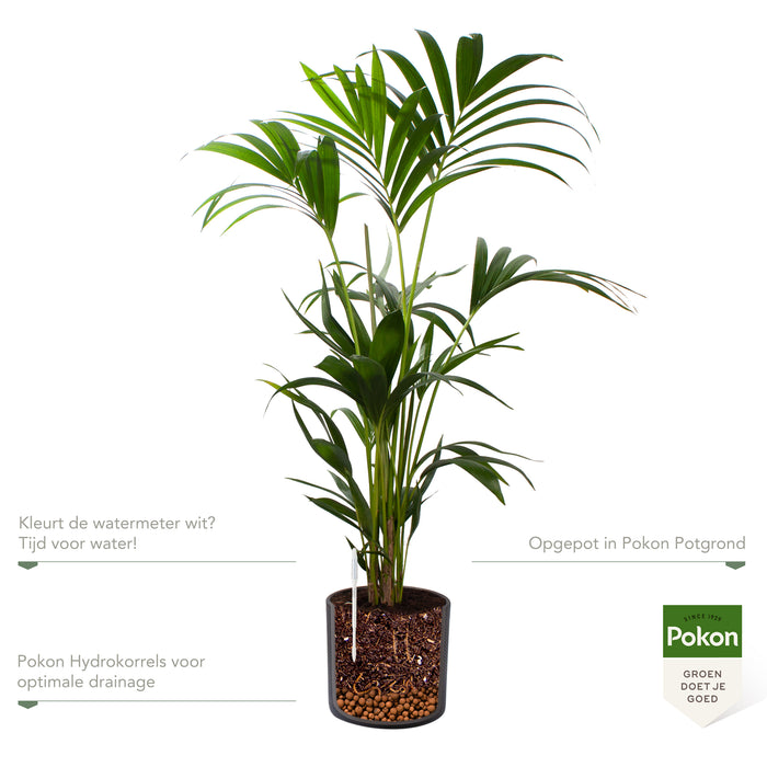 Pokon Kentia Palm incl. watermeter en voeding in Pot Dkr Grijs ↕110 cm