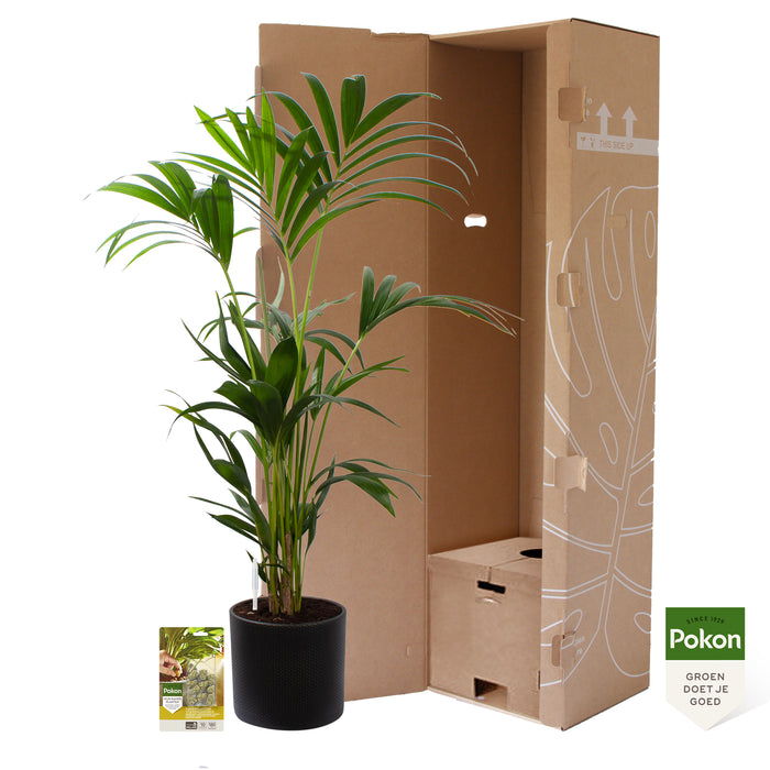 Pokon Kentia Palm incl. watermeter en voeding in Pot Dkr Grijs ↕110 cm