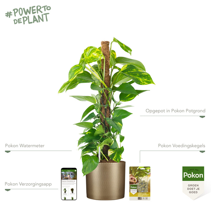 Pokon Epipremnum incl. watermeter en voeding in Pot Goud ↕80 cm
