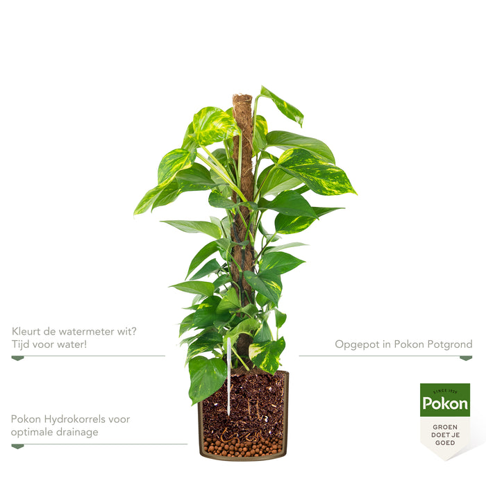 Pokon Epipremnum incl. watermeter en voeding in Pot Goud ↕80 cm