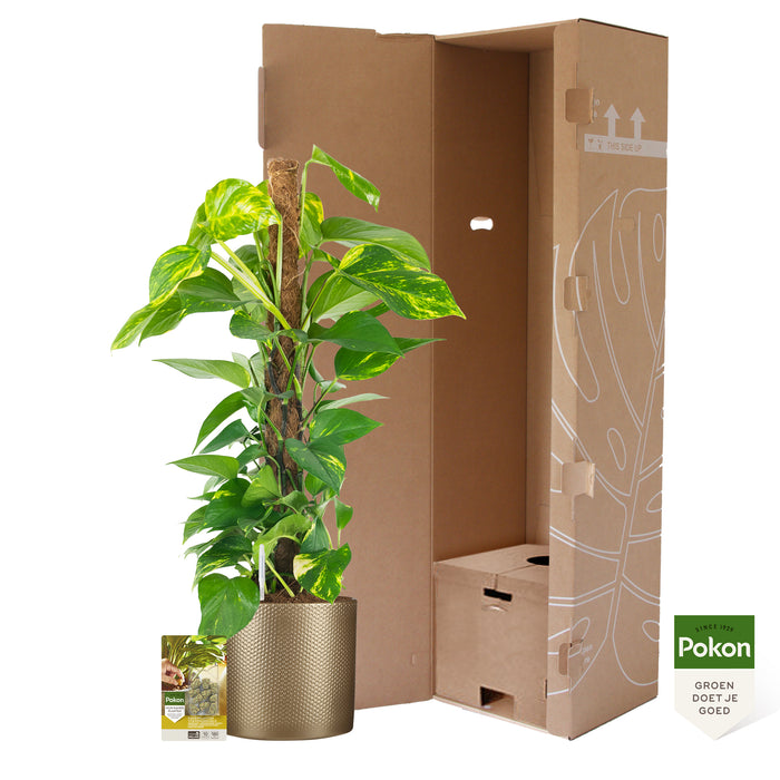 Pokon Epipremnum incl. watermeter en voeding in Pot Goud ↕80 cm
