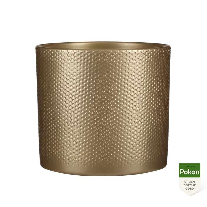 Pokon Epipremnum incl. watermeter en voeding in Pot Goud ↕80 cm