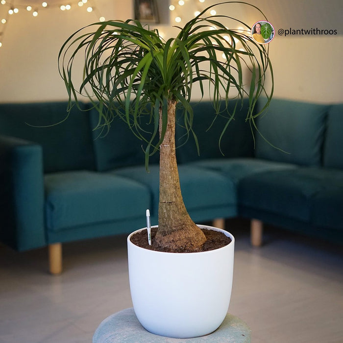 Pokon Olifantspoot incl. watermeter en voeding ↕80 cm