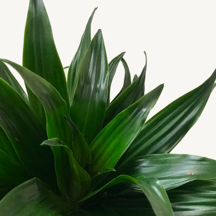 Plantenwinkel Dracaena compacta S hydrocultuur plant
