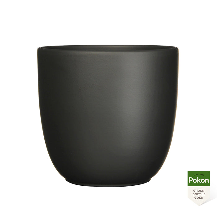 Pokon Goudpalm incl. watermeter en voeding in Pot Zwart ↕125 cm