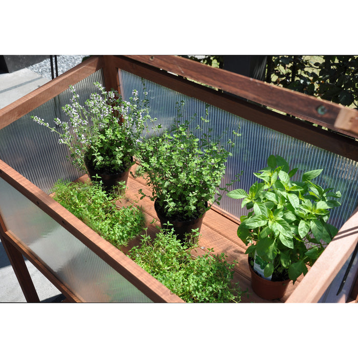 Royal Well Red Leaf Broeikas