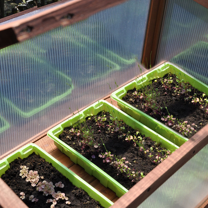 Royal Well Red Leaf Broeikas