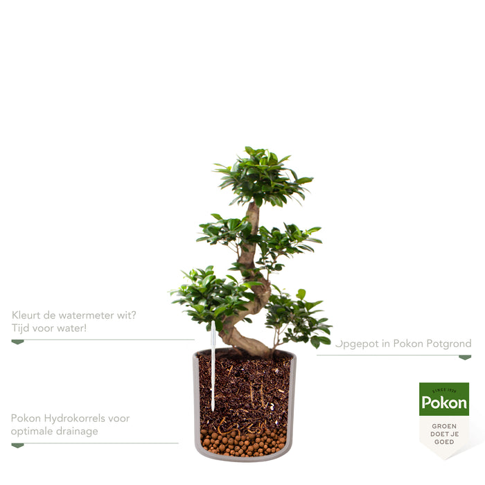 Pokon Ficus Bonsai incl. watermeter en voeding in Pot Grijs ↕70 cm