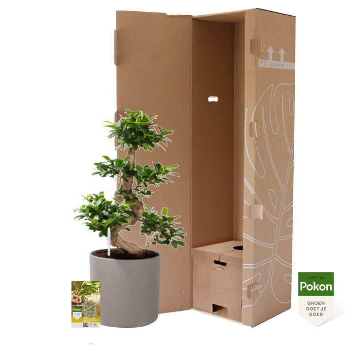 Pokon Ficus Bonsai incl. watermeter en voeding in Pot Grijs ↕70 cm