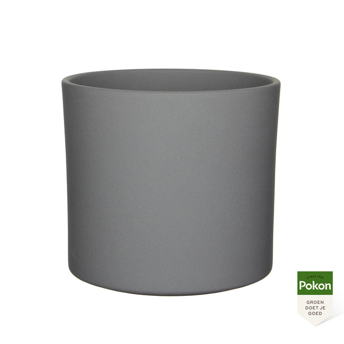 Pokon Ficus Bonsai incl. watermeter en voeding in Pot Grijs ↕70 cm