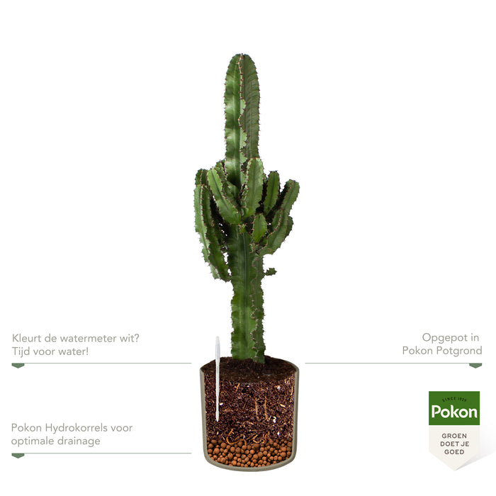 Pokon Cowboycactus incl. watermeter en voeding in Pot Groen ↕90 cm