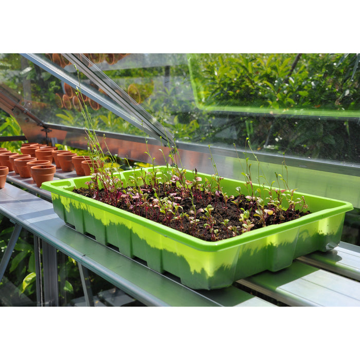 Royal Well Alu Sower Kweekschap