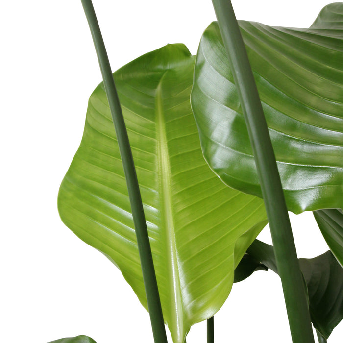 Flora@Home | Strelitzia (h.110 cm) in ELHO ® Pure Round (Soap)