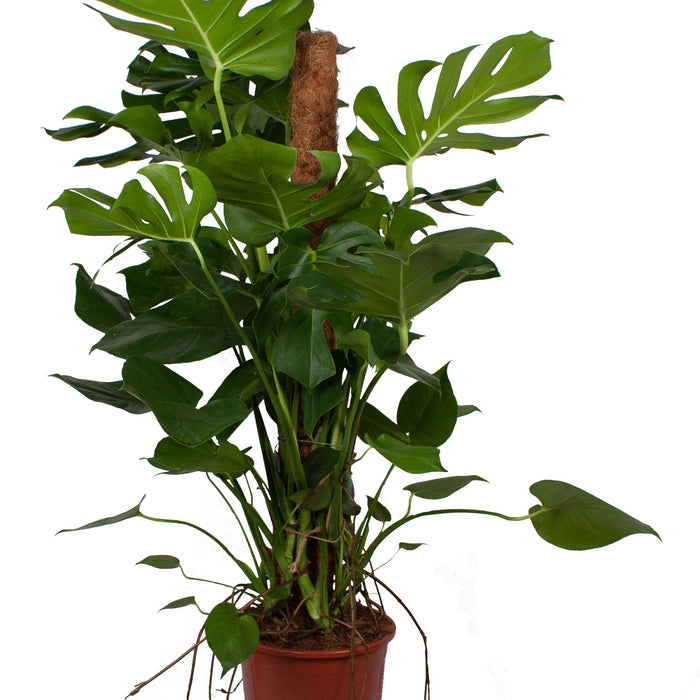 Flora@Home | Monstera met mosstok in ELHO ® b.for soft (antraciet)