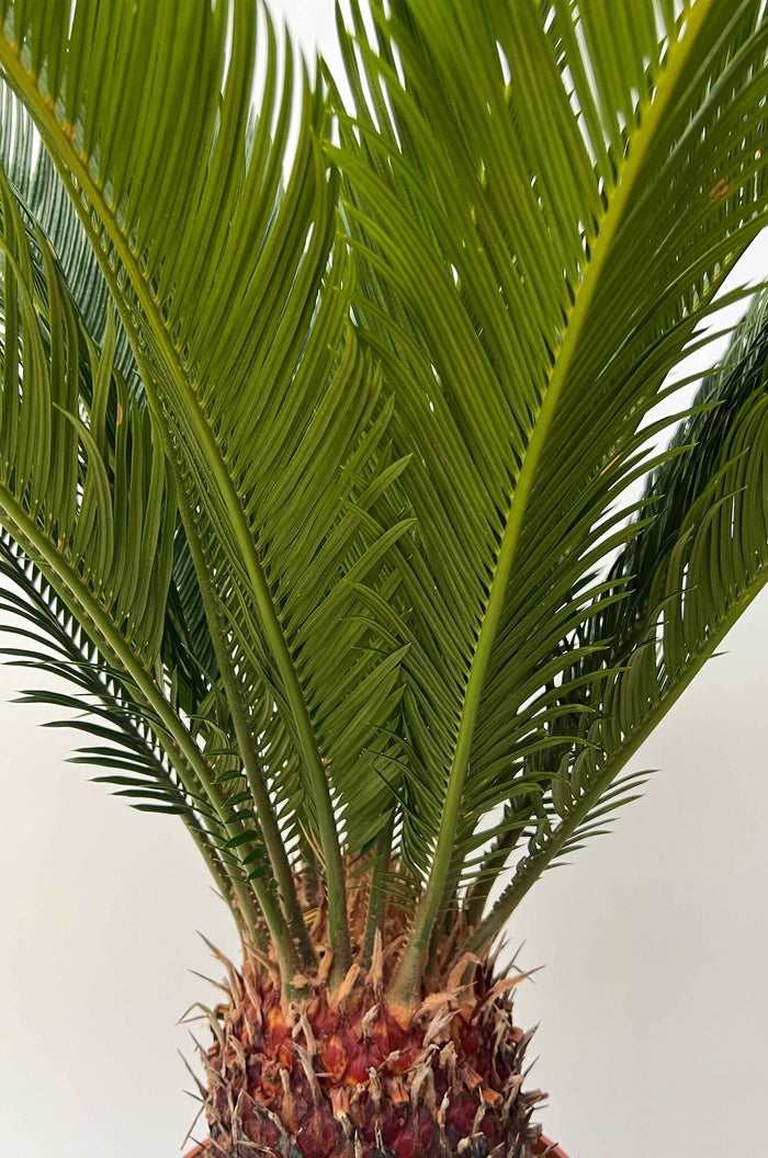 Fleurdirect Cycas M