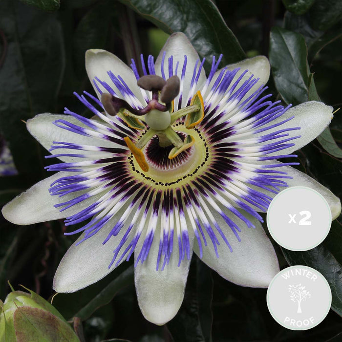 Bloomique - 2x Passiflora caerulea – Passiebloem - ⌀15 cm - ↕ 60-70 cm