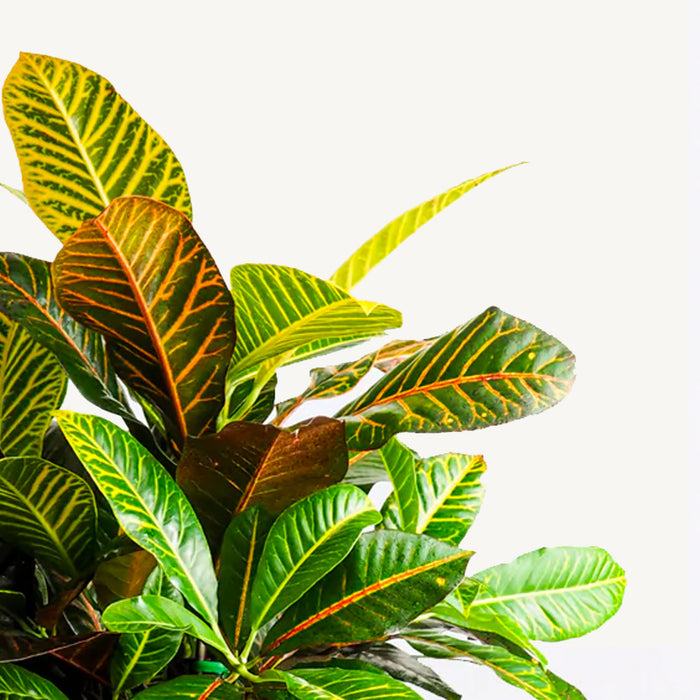 Fleurdirect Croton Wonderstruik Petra M