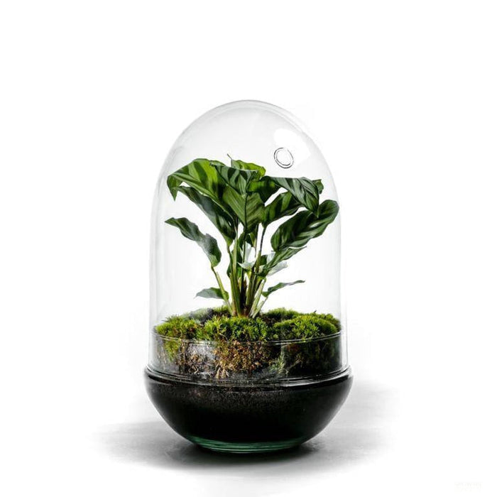 Egg - Calathea - ↑30cm | ø18cm